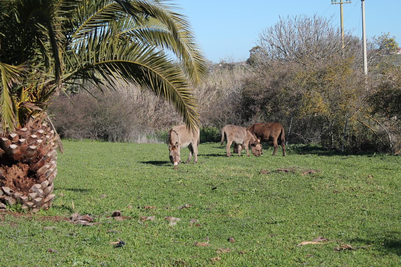 Ittiri Agriturismo Su Recreu מראה חיצוני תמונה